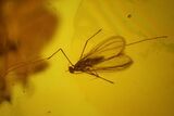 Fossil Caddisfly (Trichoptera) & Fly (Diptera) in Baltic Amber #142243-2
